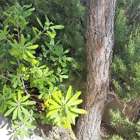 Apartment Lavanda
